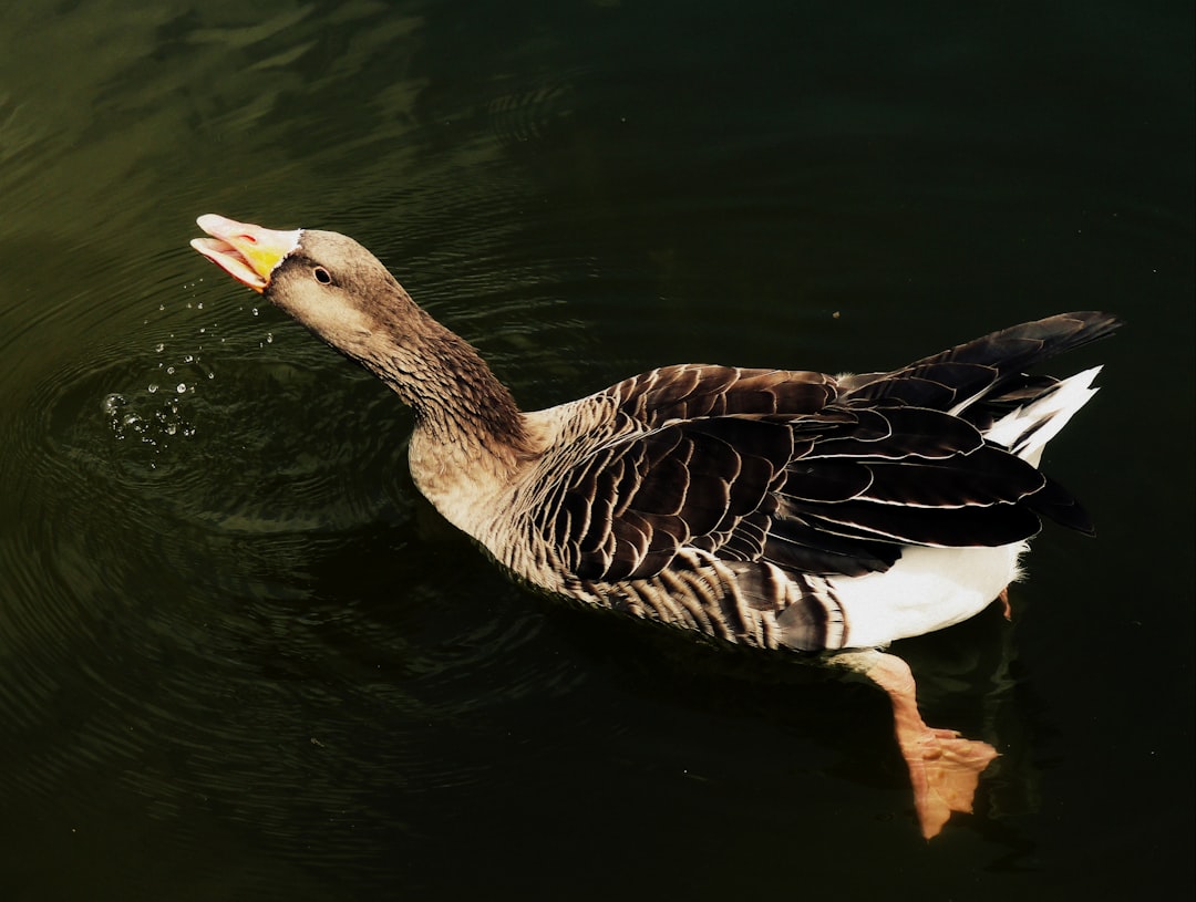 Photo Goose Mouth